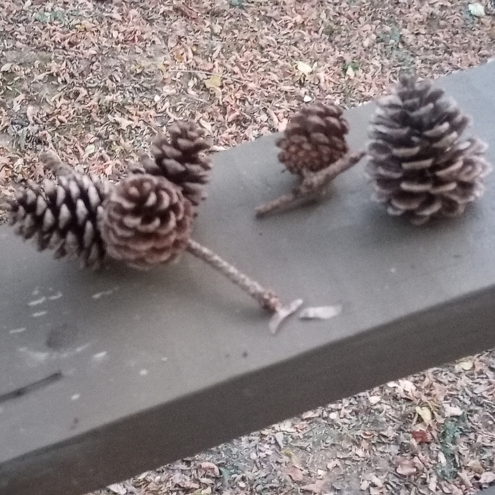 🟢BOGO🟢 Pinecones